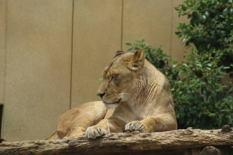 2015/5月 TAMRONsp70-300+7D2 焦点距離300mm F/7.1 ss1/500 ISO125