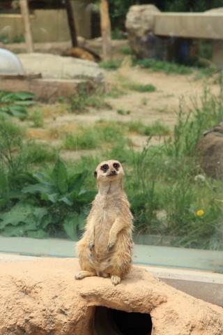 2015/5月 SIGMA17-70+7D2 焦点距離70mm F/6.3 ss1/250 ISO100