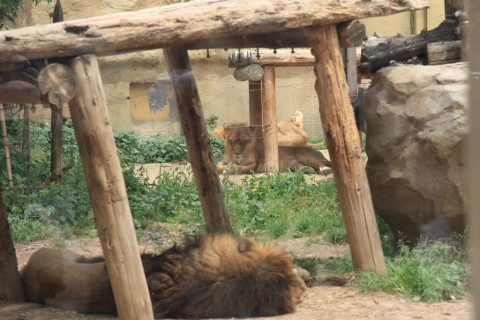 2015/5月 SIGMA17-70+7D2 焦点距離70mm F/5.6 ss1/250  ISO100