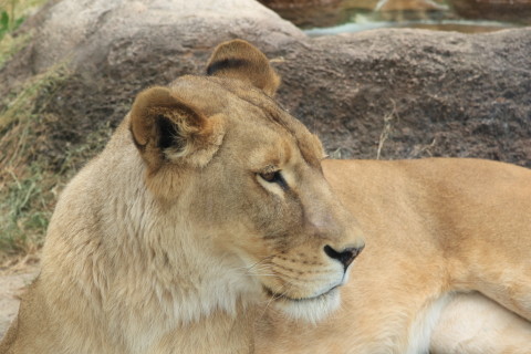 2015/5月 SIGMA17-70+7D2 焦点距離70mm F/5.6 ss1/200 ISO100