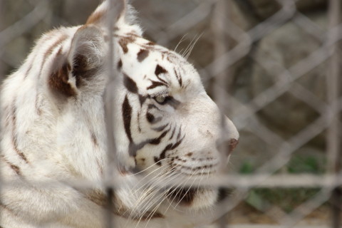 2015/5月 TAMRONsp70-300+7D2 焦点距離300mm F/7.1 ss1/400 ISO200