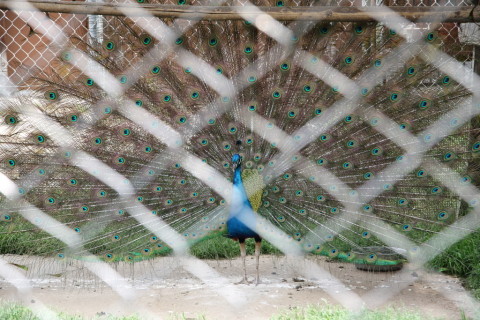 2015/5月 SIGMA17-70+7D2 焦点距離70mm F/4.5 ss1/125 ISO100