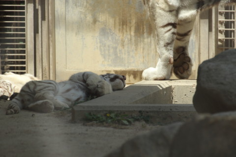 2015/5月 TAMRONsp70-300+7D2 焦点距離300mm F/7.1 ss1/500 ISO200