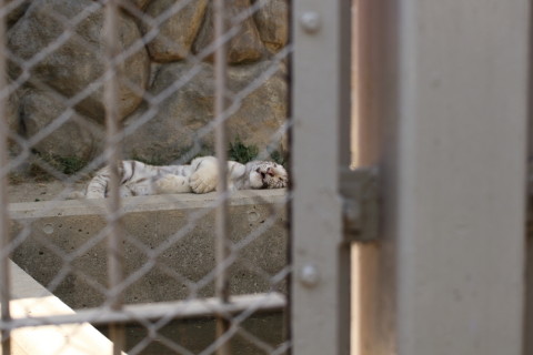 2015/5月 TAMRONsp70-300+7D2 焦点距離70mm F/5 ss1/200 ISO100