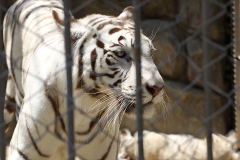 2015/5月 TAMRONsp70-300+7D2 焦点距離104mm F/6.3 ss1/400 ISO100