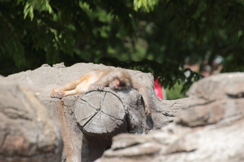 2015/5月 TAMRONsp70-300+7D2 焦点距離300mm F/7.1 ss1/500 ISO200