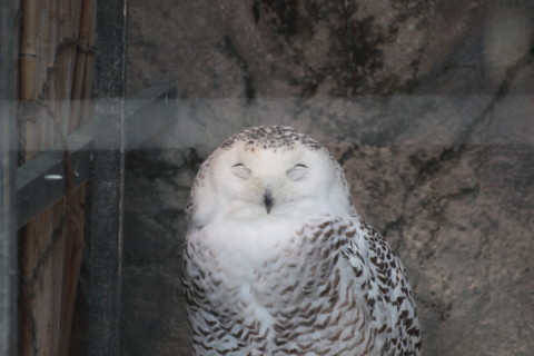 2015/5月 TAMRONsp70-300+7D2 焦点距離238mm F/5.6 ss1/320 ISO400