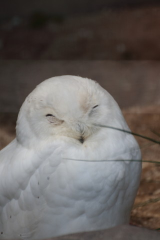 2015/5月 TAMRONsp70-300+7D2 焦点距離218mm F/6.3 ss1/320 ISO160