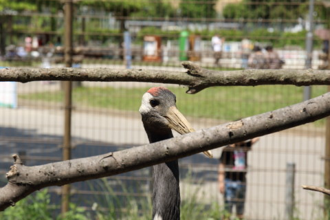 2015/5月 SIGMA17-70+7D2 焦点距離70mm F/7.1 ss1/320 ISO100