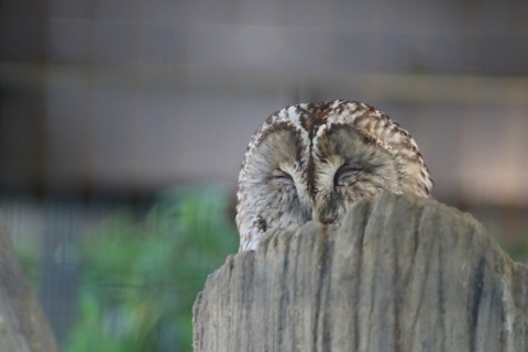 2015/5月 TAMRONsp70-300+7D2 焦点距離300mm F/5.6 ss1/400 ISO3200