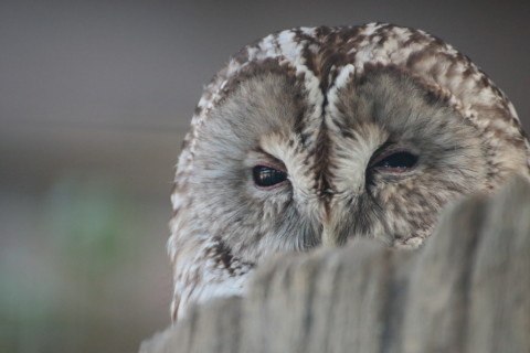 2015/5月 TAMRONsp70-300+7D2 焦点距離300mm F/5.6 ss1/400 ISO4000