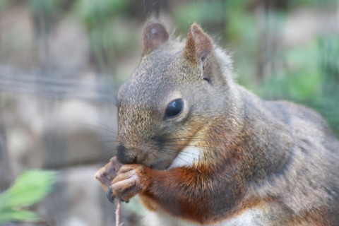 2015/5月 TAMRONsp70-300+7D2 焦点距離209mm F/5.6 ss1/320 ISO1250