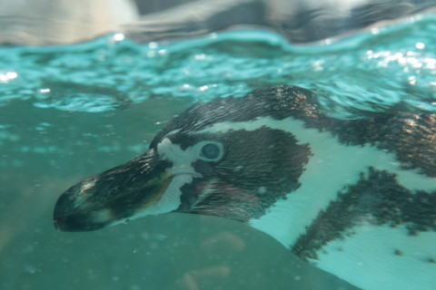 2015/5月 SIGMA17-70+7D2 焦点距離70mm F/5.6 ss1/250 ISO100