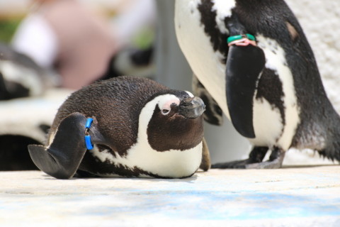 2015/5月 TAMRONsp70-300+7D2 焦点距離228mm F/6.3 ss1/400 ISO100