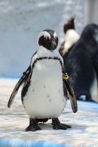 2015/5月 TAMRONsp70-300+7D2 焦点距離191mm F/6.3 ss1/400 ISO100