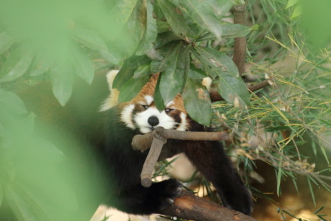 2015/5月 TAMRONsp70-300+7D2 焦点距離300mm F/5.6 ss1/160 ISO800