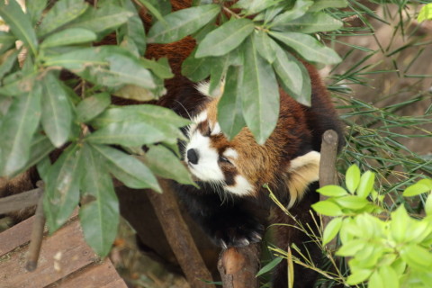 2015/5月 TAMRONsp70-300+7D2 焦点距離300mm F/5.6 ss1/125 ISO800