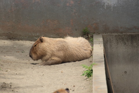 2015/5月 TAMRONsp70-300+7D2 焦点距離300mm F/7.1 ss1/400 ISO200