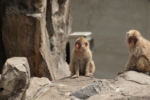 2015/5月 TAMRONsp70-300+7D2 焦点距離300mm F/7.1 ss1/500 ISO160