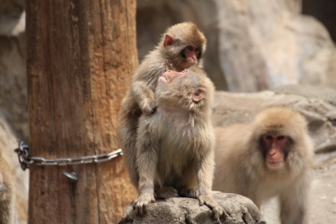 2015/5月 TAMRONsp70-300+7D2 焦点距離300mm F/7.1 ss1/400 ISO160