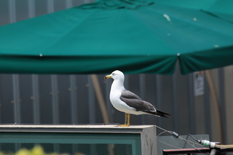 2015/5月 TAMRONsp70-300+7D2 焦点距離300mm F/7.1 ss1/400 ISO200