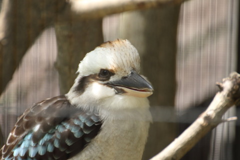 2015/5月 TAMRONsp70-300+7D2 焦点距離300mm F/5.6 ss1/320 ISO800