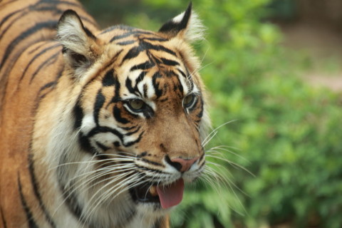 2015/5月 TAMRONsp70-300+7D2 焦点距離300mm F/5.6 ss1/250 ISO500