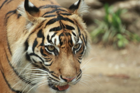 2015/5月 TAMRONsp70-300+7D2 焦点距離300mm F/5.6 ss1/400 ISO640