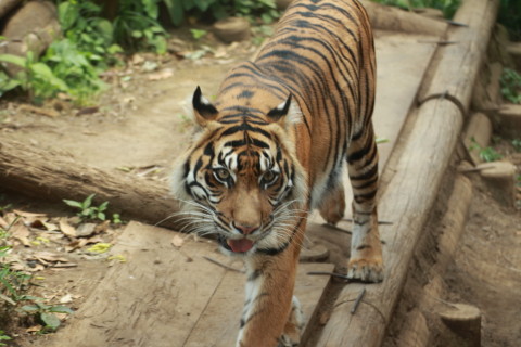 2015/5月 TAMRONsp70-300+7D2 焦点距離114mm F/4.5 ss1/160 ISO125