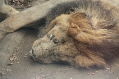 2015/5月 TAMRONsp70-300+7D2 焦点距離114mm F/5.6 ss1/320 ISO800