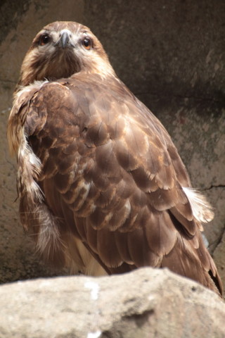 2015/5月 TAMRONsp70-300+7D2 焦点距離300mm F/5.6 ss1/160 ISO800