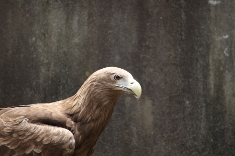 2015/5月 TAMRONsp70-300+7D2 焦点距離271mm F/5.6 ss1/400 ISO800