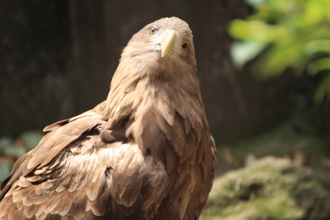 2015/5月 TAMRONsp70-300+7D2 焦点距離300mm F/5.6 ss1/400 ISO800