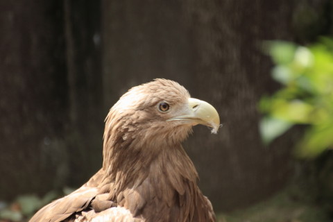 2015/5月 TAMRONsp70-300+7D2 焦点距離300mm F/5.6 ss1/320 ISO800