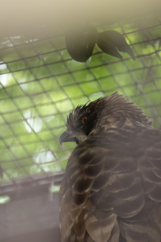 2015/5月 TAMRONsp70-300+7D2 焦点距離300mm F/5.6 ss1/200 ISO800