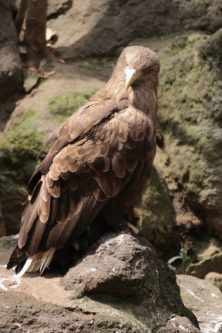 2015/5月 TAMRONsp70-300+7D2 焦点距離228mm F/5.6 ss1/320 ISO500