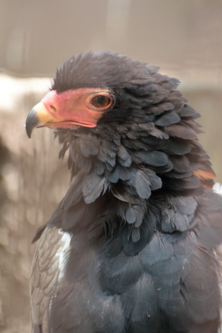 2015/5月 TAMRONsp70-300+7D2 焦点距離228mm F/5.6 ss1/60 ISO800