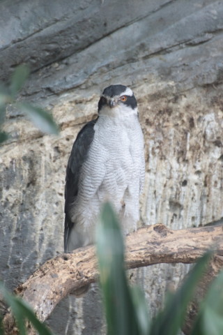 2015/5月 TAMRONsp70-300+7D2 焦点距離249mm F/5.6 ss1/80 ISO800