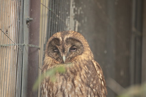 2015/5月 TAMRONsp70-300+7D2 焦点距離249mm F/5.6 ss1/30 ISO800