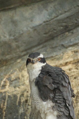 2015/5月 TAMRONsp70-300+7D2 焦点距離249mm F/5.6 ss1/50 ISO800