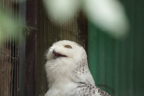 2015/5月 TAMRONsp70-300+7D2 焦点距離300mm F/5.6 ss1/125 ISO800