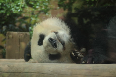 2015/5月 TAMRONsp70-300+7D2 焦点距離300mm F/5.6 ss1/125 ISO800