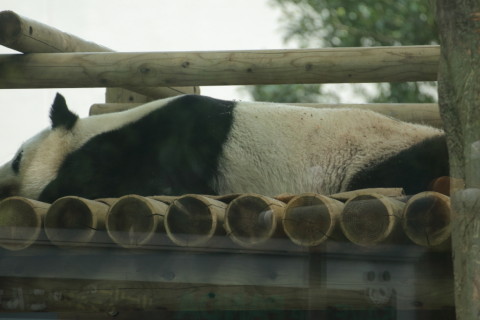 2015/5月 TAMRONsp70-300+7D2 焦点距離249mm F/5.6 ss1/320 ISO800