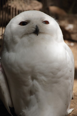 2015/5月 TAMRONsp70-300+7D2 焦点距離300mm F/5.6 ss1/400 ISO250