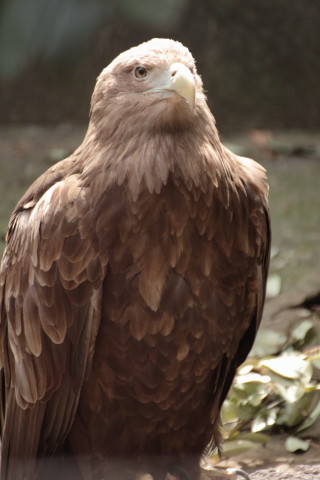 2015/5月 TAMRONsp70-300+7D2 焦点距離282mm F/5.6 ss1/250 ISO800