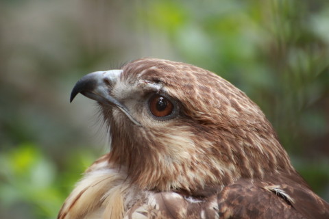 2015/5月 TAMRONsp70-300+7D2 焦点距離300mm F/5.6 ss1/125 ISO800