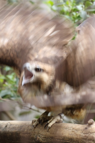 2015/5月 TAMRONsp70-300+7D2 焦点距離135mm F/4.5 ss1/125 ISO800