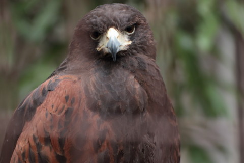 2015/5月 TAMRONsp70-300+7D2 焦点距離135mm F/4.5 ss1/160 ISO800