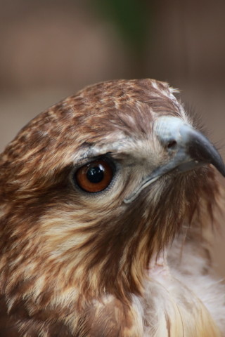 2015/5月 TAMRONsp70-300+7D2 焦点距離300mm F/5.6 ss1/125 ISO800