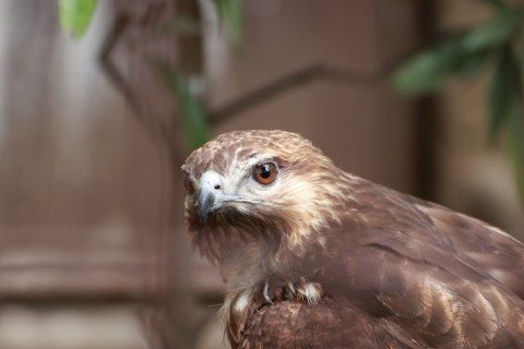 2015/5月 TAMRONsp70-300+7D2 焦点距離154mm F/4.5 ss1/100 ISO800